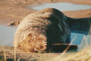 Grey seal bull