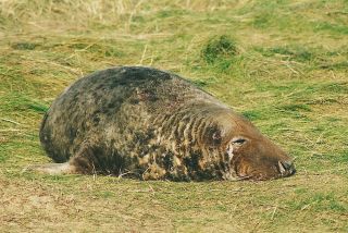 Grey seal bull