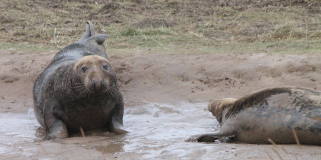 Grey seal bull with unwilling female