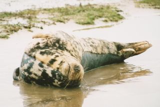Female grey seal