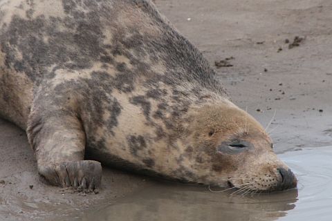 Female grey seal