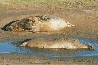 Female grey seals