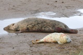 Female grey seal with newborn pup