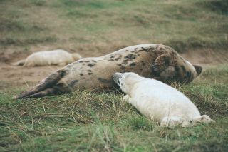Female grey seal with young pup