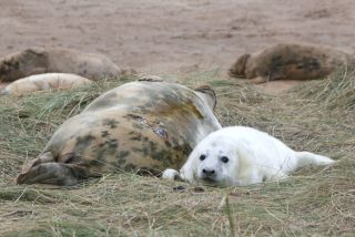 Female grey seal with young pup