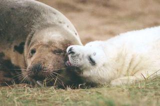 Female grey seal with young pup