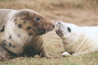 Female grey seal with young pup