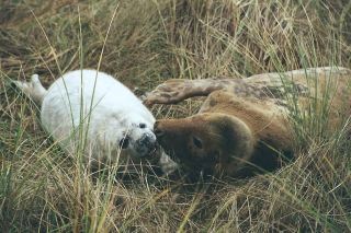 Female grey seal with pup