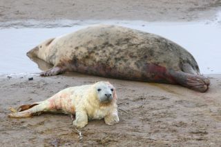 Female grey seal with newborn pup