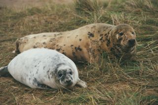 Female grey seal with moulting pup