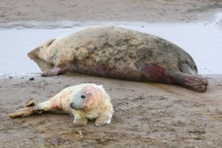 Female grey seal with newborn pup