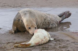 Female grey seal with newborn pup