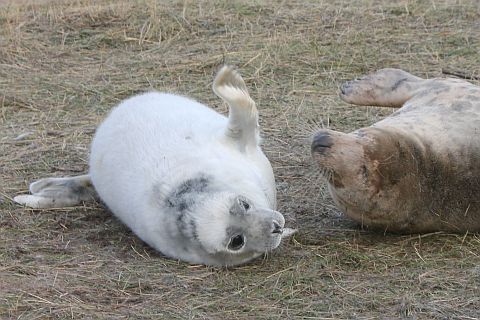 Female grey seal with pup