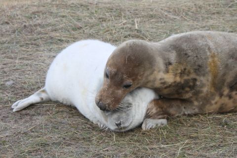 Female grey seal with pup