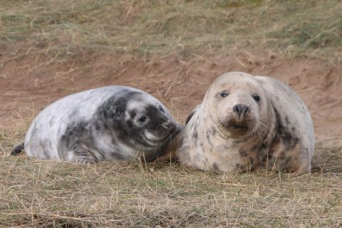 Female grey seal with moulting pup