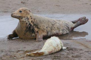 Female grey seal with newborn pup