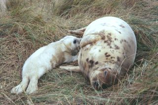 Female grey seal with newborn pup