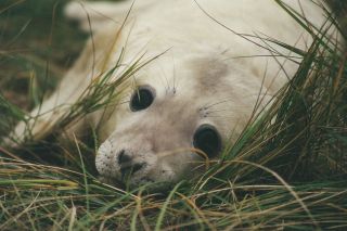 Young grey seal pup
