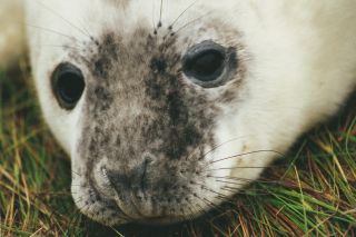 Grey seal pup