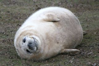 Grey seal pup