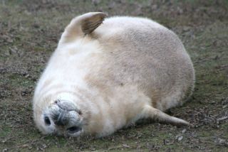 Grey seal pup