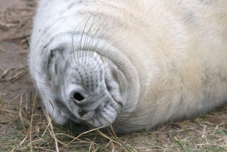 Grey seal pup