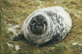 Moulting grey seal pup