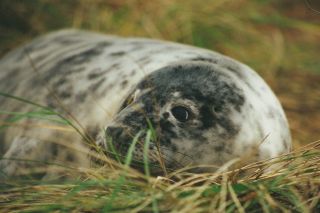 Grey seal pup