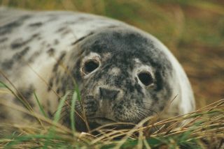 Grey seal pup