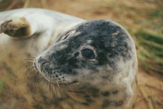 Grey seal pup