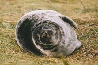 Grey seal pup