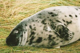 Grey seal pup