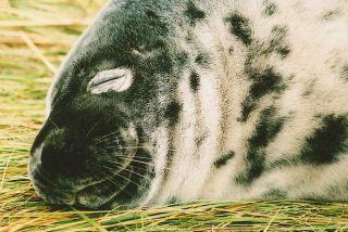 Grey seal pup