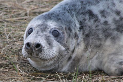 Grey seal pup