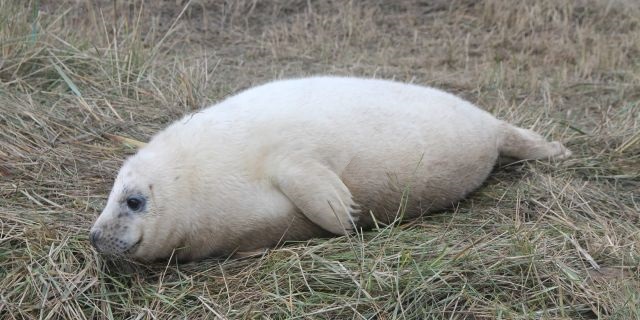 Grey seal pup