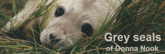 Title graphic Grey Seals of Donna Nook
