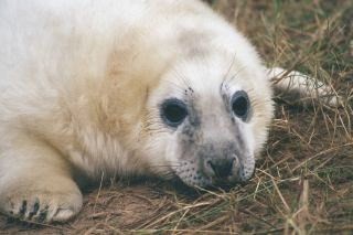 Young grey seal pup