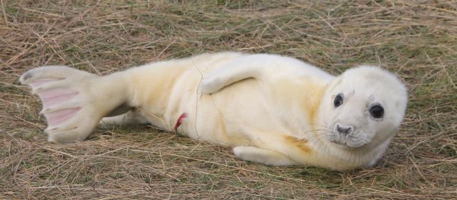 Newborn grey seal pup