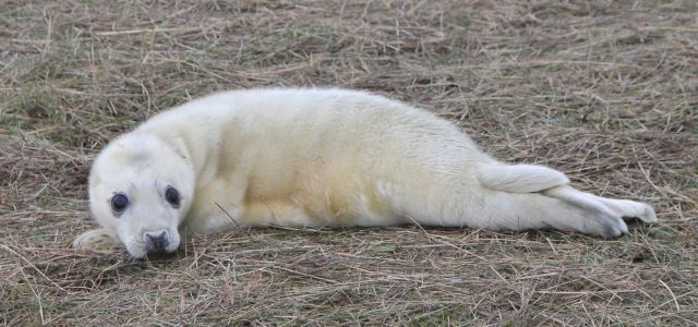 Newborn grey seal pup