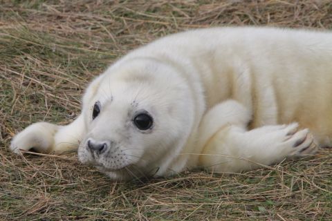 Newborn grey seal pup