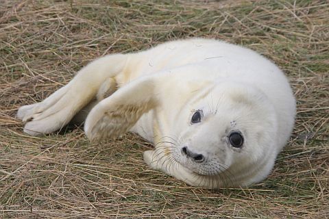 Newborn grey seal pup