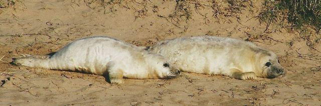 Young grey seal pups