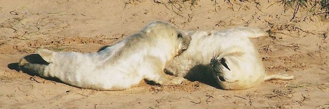 Young grey seal pups