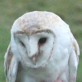 Barn owl