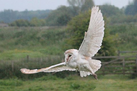 Barn owl in flight