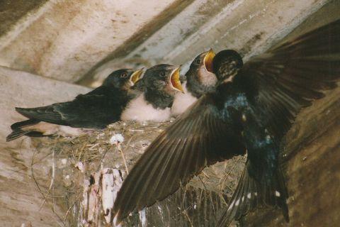 Barn swallow parent and chicks