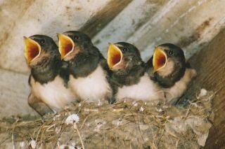 Barn swallow chicks