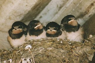 Barn swallow chicks