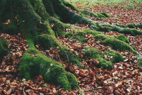 Beech tree roots