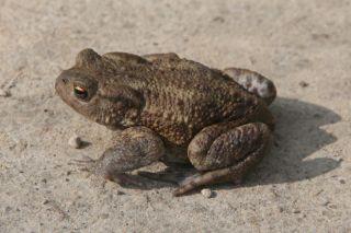 Common toad